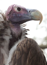 Close-up of eagle