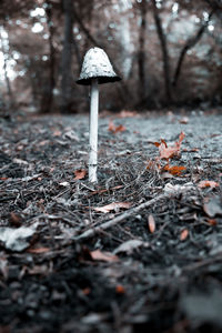 Close-up of mushroom growing on field