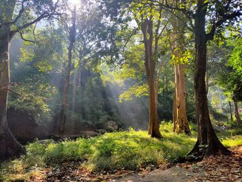 Trees in forest