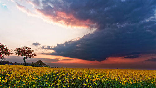 Scenic view of oilseed rape field against sky