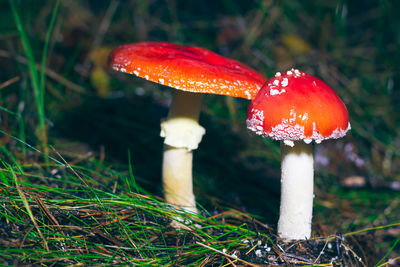 fungus
