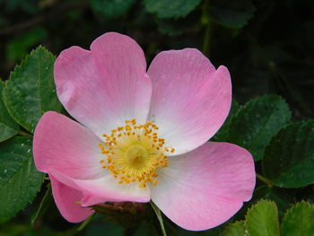 Close-up of pink flower