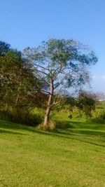 Scenic view of grassy field against clear sky