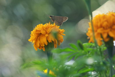 Close-up of butterfly pollinating on yellow flower