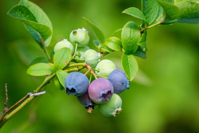 Close-up of berries growing on tree