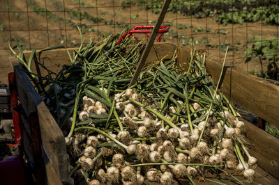 Plants growing in farm