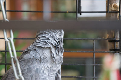 Close-up of bird in cage