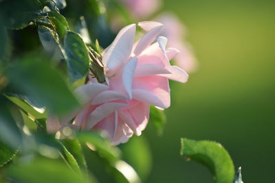 Close-up of white flowering plant