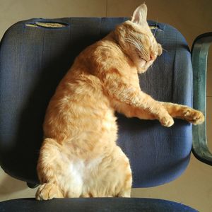 Cat sleeping on sofa