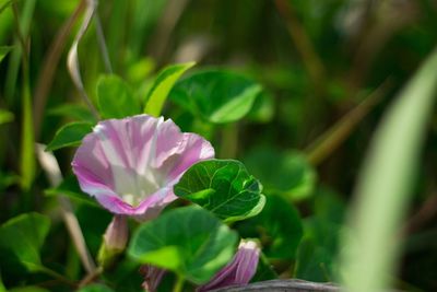 Close-up of pink flowers