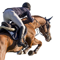 Man riding horse against white background