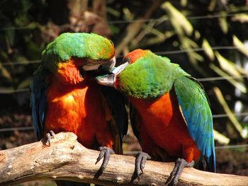 Close-up of parrot perching on wood