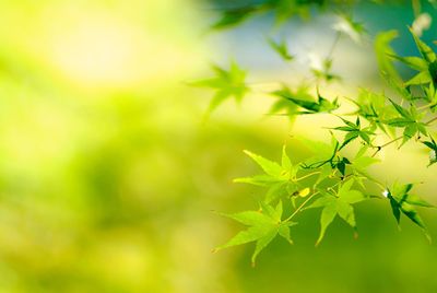 Close-up of green leaves