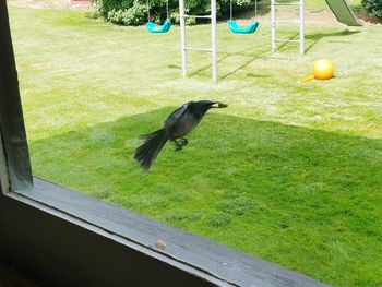 Bird flying in grass