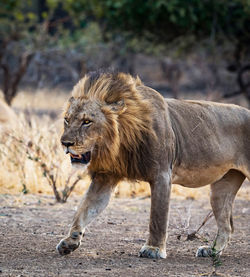 Lioness running on field