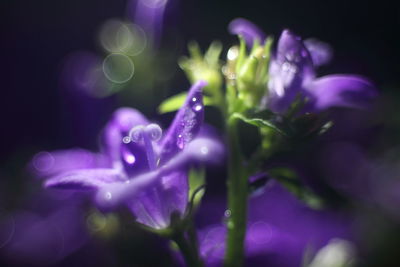 Close-up of wet purple crocus flowers at night