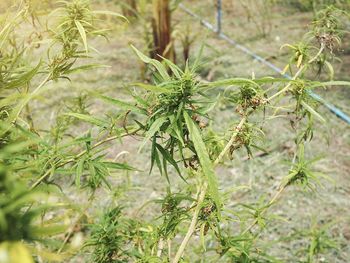 Close-up of fresh plants in field