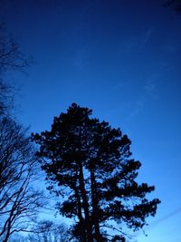 Low angle view of tree against blue sky