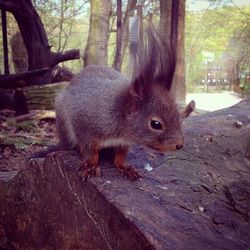 Squirrel on tree trunk in forest