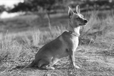 Close-up of dog on field