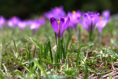 Close-up of purple crocus blooming on field