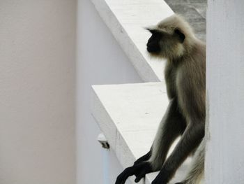 Cat sitting on wall