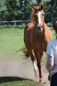 Horse in the field