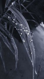 Close-up of wet plant during rainy season