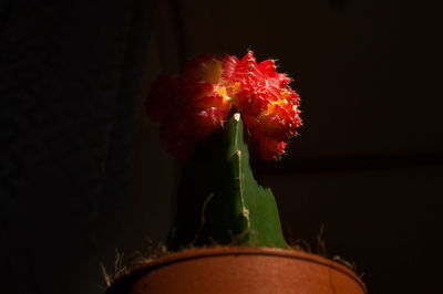 Close-up of red rose against black background