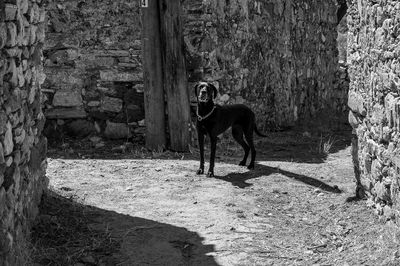 Horse standing on wall