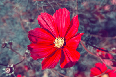 Close-up of red hibiscus blooming outdoors