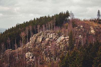 View of trees on landscape against cloudy sky