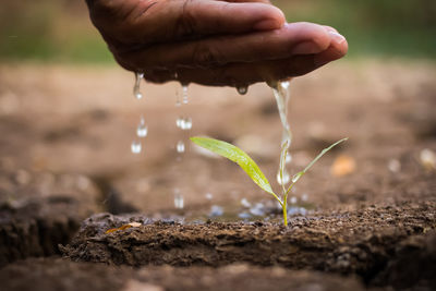 Cropped hand watering seedling on drought land