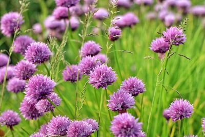 Close-up of purple flowers blooming outdoors