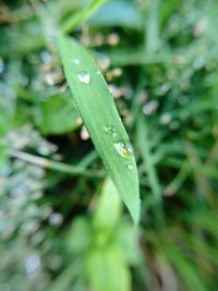 Close-up of raindrops on leaf