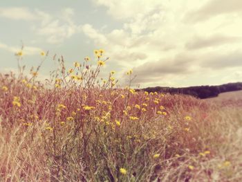 Flowers growing in field