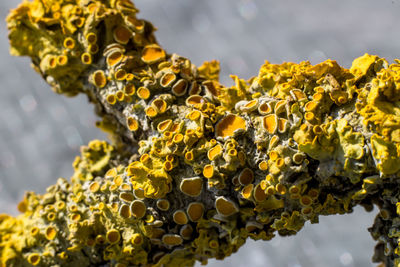 Close-up of lichen on yellow water