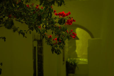 Close-up of plants against blurred background