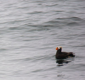 High angle view of duck swimming in lake