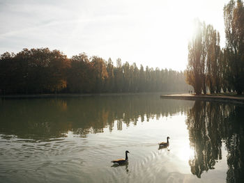 Ducks swimming in lake