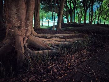 Trees on field in forest