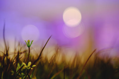 Close-up of flowering plants on field