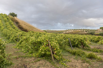 Scenic view of landscape against cloudy sky