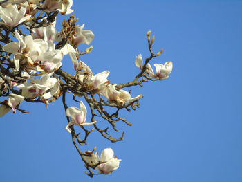 Low angle view of cherry blossom against clear blue sky