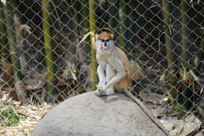 View of monkey in zoo