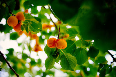 Low angle view of fruits on tree