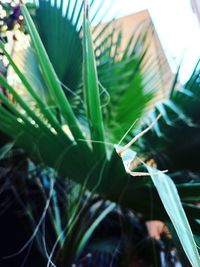 Close-up of grass on field