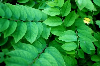 Full frame shot of green leaves