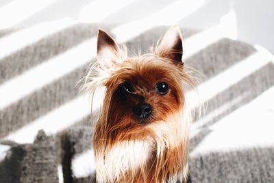 Yorkie portrait 