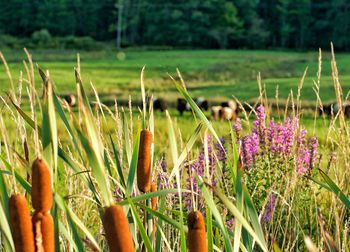 Close-up of purple flowering plants on field